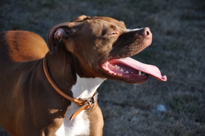 Mulher tenta entregar marmita em casa e acaba atacada por pit bull em Santa Cruz do Rio Pardo