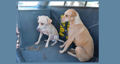 Polícia evita morte de cadela que era enforcada por homem na região