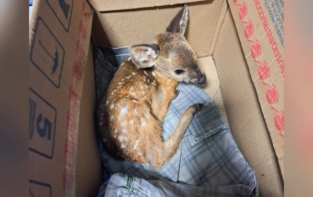 Filhote de veado é resgatado ao ser encontrado desgarrado da mãe em área de pasto na região 