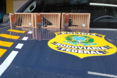 Homem é detido pela PRF com três pássaros na BR-153 sem autorização
