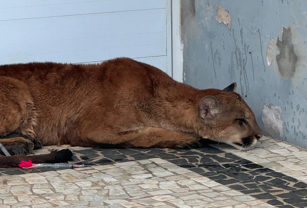 Onça-Parda é capturada em condomínio residencial na região 