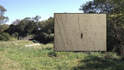  Munícipe relata abandono e pede ação da Prefeitura para conter infestação de mosquitos em Ourinhos