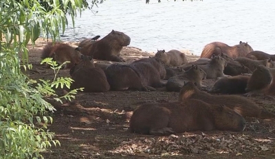 Estudo aponta bactéria da febre maculosa em capivaras do lago de Ipaussu 