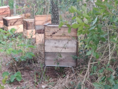 Argentino morre após ser atacado por abelhas às margens de rodovia na região 