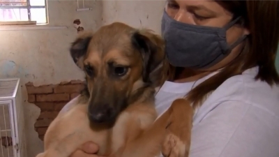 ONG de proteção animal realiza feira de adoção e pede doações para manter ações em Ipaussu