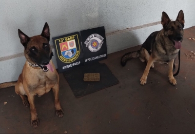 K9 do 13° BAEP realiza apreensão de drogas em Santa Cruz do Rio Pardo