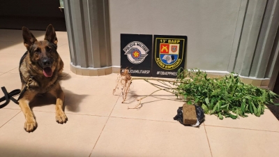 Operação policial apreende drogas com apoio K9 do 13º BAEP em Santa Cruz do Rio Pardo
