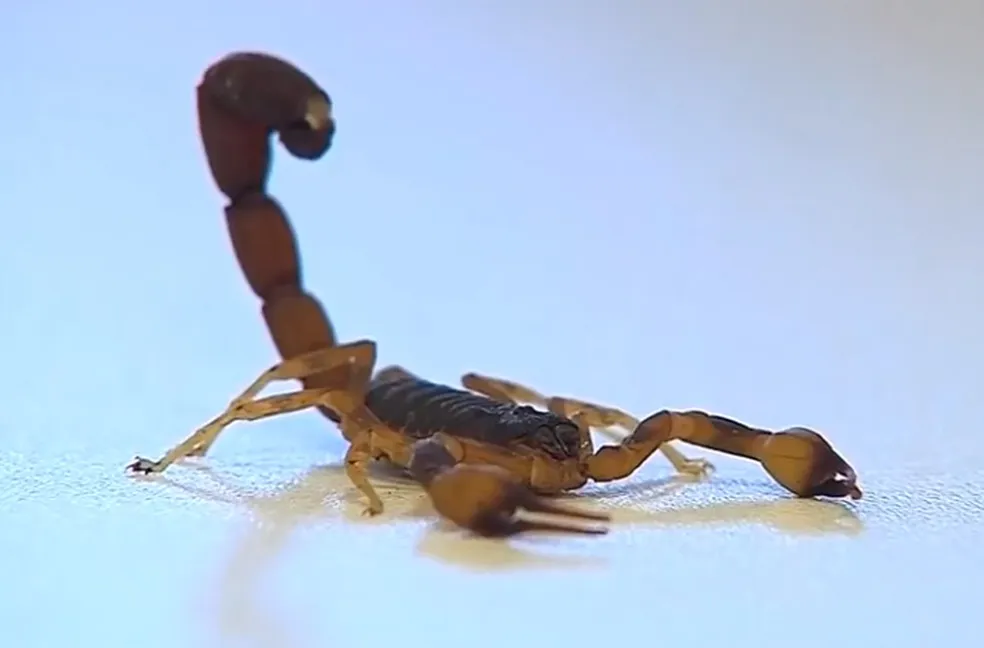 Criança de dois anos é internada em estado grave após ser picada por escorpião na região 