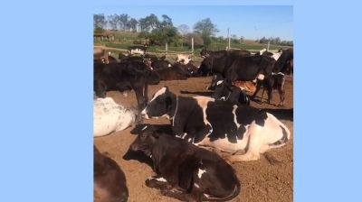Polícia recupera gado furtado e prende suspeito em fazenda na região