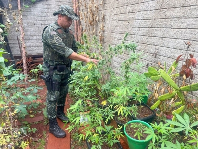 Homem é preso com mais de 30 pés de maconha dentro de casa na região