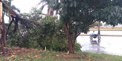 Chuva e ventania derrubam árvores e munícipes relatam queda de energia em Ourinhos 
