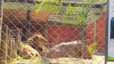 Leão do zoológico de Bauru morre por complicação de doença crônica no fígado