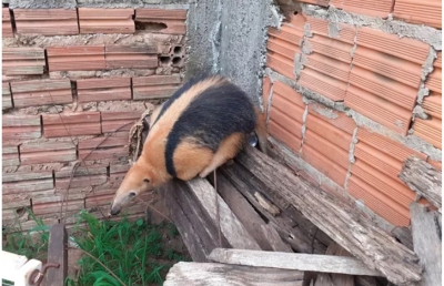 Bombeiros resgatam tamanduá-mirim em quintal de casa na região 