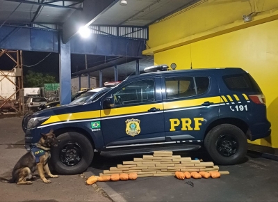 Com auxílio dos cães farejadores, PRF prende homem transportando entorpecentes em ônibus na BR-153 em Ourinhos