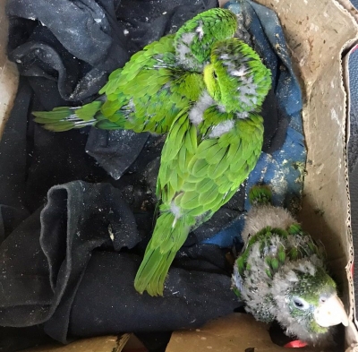 Polícia Ambiental apreende pássaros e flagra pesca na região