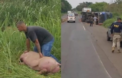 Caminhão com porcos tomba e deixa motorista ferido na BR-153 em Jacarezinho