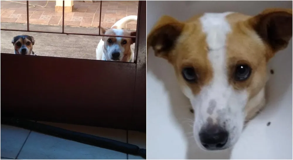 Casal de idosos encontra cão de estimação morto a tiros na região 