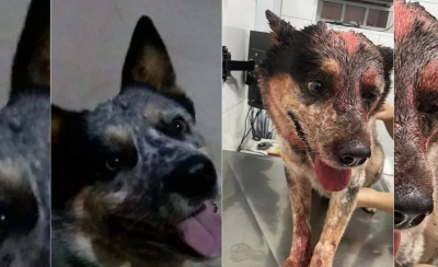 Vizinha suspeita de esfaquear e atear fogo em cachorro após briga por som alto é multada pela polícia na região