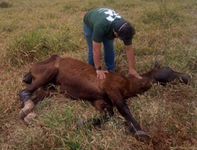 Polícia investiga maus-tratos a cavalo encontrado abandonado na região 