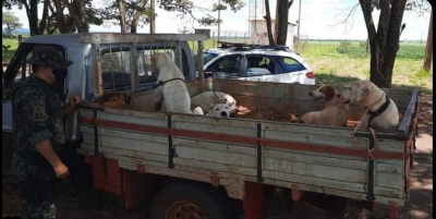 Homem é detido por porte ilegal de arma e caça proibida em Ribeirão do Sul 