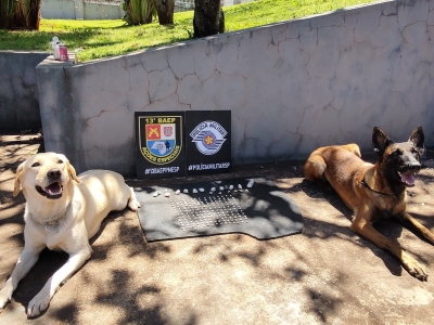 Cães farejadores da Polícia Militar encontram drogas em área de vegetação em Santa Cruz do Rio Pardo 