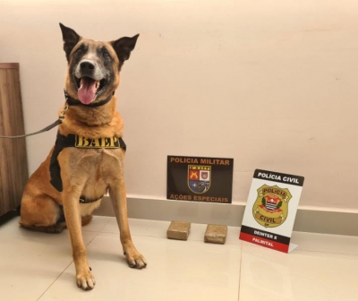 Polícia Civil apreende drogas durante cumprimento de mandado de busca e apreensão na região