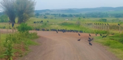 Urubus tomam conta de área rural nas proximidades do Centro de Transbordo de lixo de Ourinhos