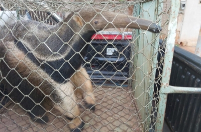  Bombeiros resgatam tamanduá dentro de casa em Ourinhos