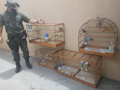 Criador de pássaros é multado por suspeita de adulteração de anilhas na região