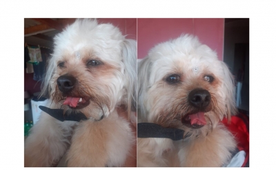 Cachorro tem língua cortada durante tosa na região e dona se revolta