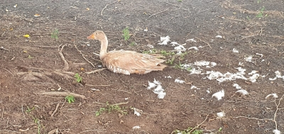 Ganso é socorrido bastante machucado no lago do Royal Park em Ourinhos 