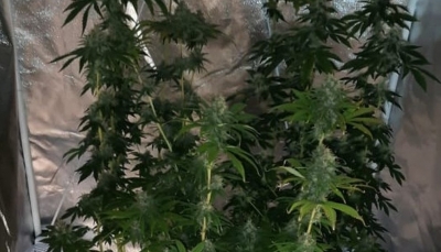 Homem é preso por tráfico de drogas e pés de maconha são apreendidos na região