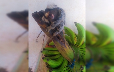 Polícia Ambiental resgata sagui amarrado e em condições de maus-tratos em casa de São Pedro do Turvo