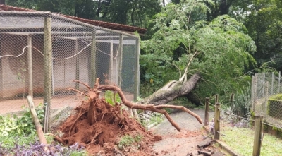 Ataque de abelhas mata seis aves em viveiro de parque na região