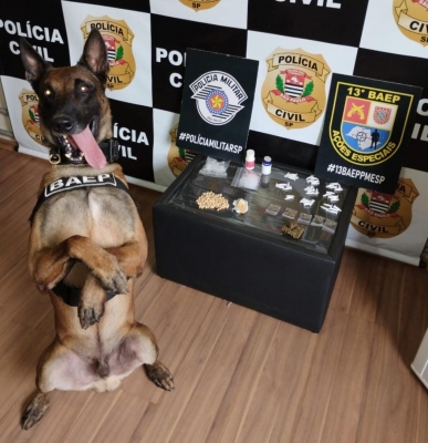  Polícia Civil e equipe K9 do 13° BAEP prendem homem de 40 anos por tráfico de drogas em Ourinhos