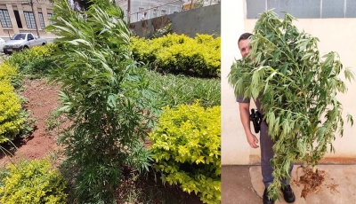 Polícia apreende pé de maconha plantado ao lado de Igreja Matriz na região