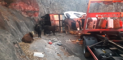 Caminhão carregado de bois e vacas tomba na BR-153 