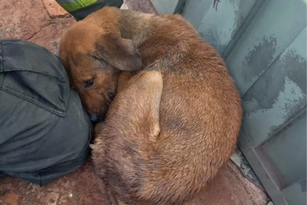 Cachorros são resgatados com hematomas e sem comida e água na região 