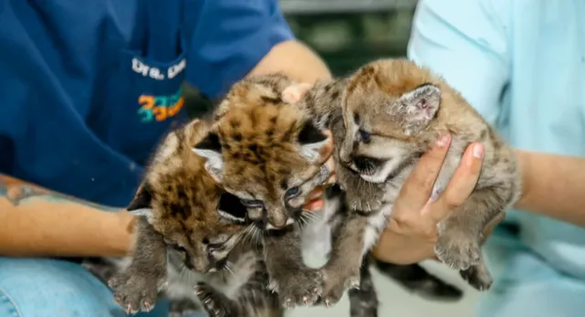 Filhotes de onça-parda abandonados pela mãe são resgatados em plantação em Andirá 