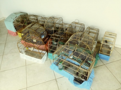  Homem é multado em R$ 10 mil após ser flagrado com 21 aves silvestres presas em cativeiro na região