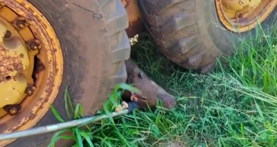 Capivara é resgatada em posto de combustível às margens da SP-270 