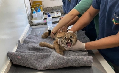 Filhote de onça parda é resgatado após ser atropelado em Ribeirão Claro no Paraná