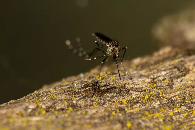 Santa Cruz do Rio Pardo confirma os primeiros dois casos de chikungunya na cidade neste ano
