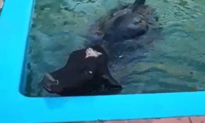 Com forte calor, boi é encontrado dentro de piscina de chácara em Salto Grande; vídeo