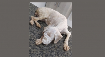 Protetora e veterinária fazem campanha para manter tratamento de cadela resgatada em Ipaussu