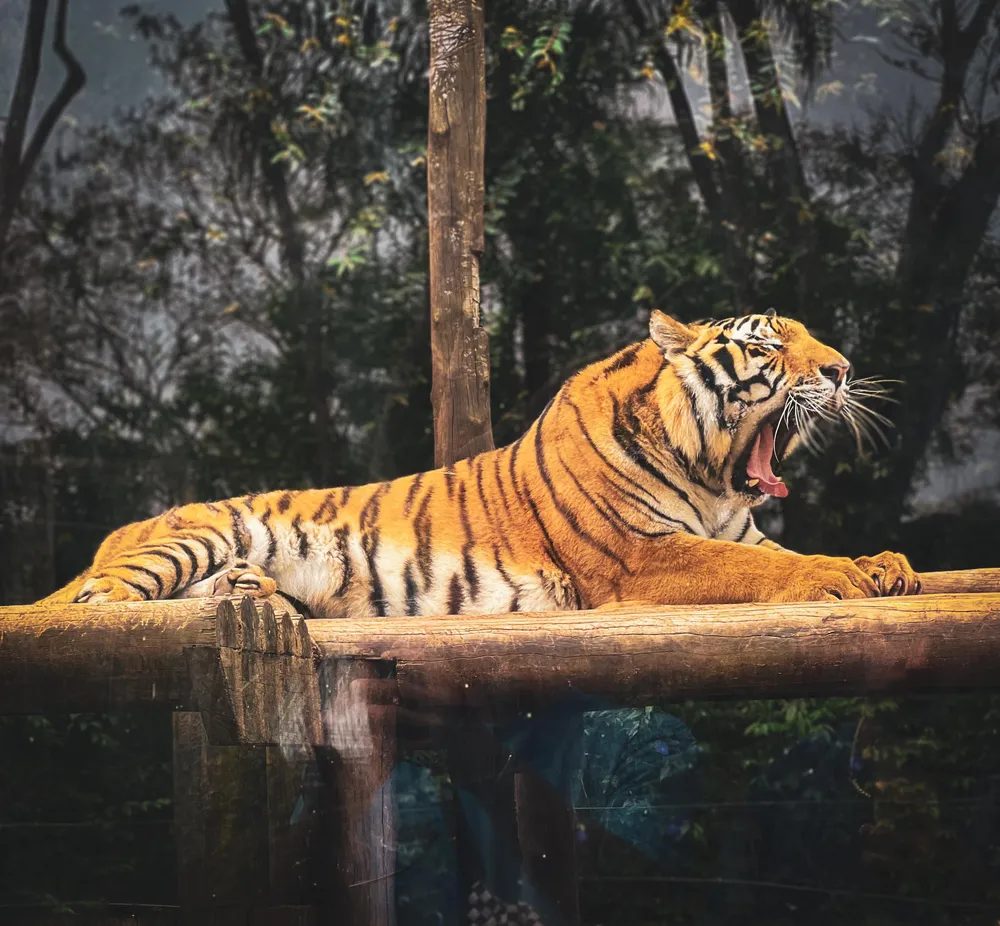 Tigre Siberiano do zoológico de Bauru morre após cirurgia contra câncer