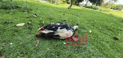 Polícia de Ourinhos investiga morte de pato no lago do Royal Park; testemunhas viram e filmaram suspeitos atirando nos animais 
