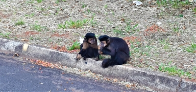 Macacos viram atração mesmo quando o Parque Ecológico está fechado em Ourinhos 