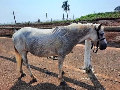 Égua em gestação é furtada em Ourinhos 