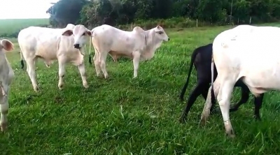 Polícia investiga furto de cabeças de gado em propriedade de São Pedro do Turvo